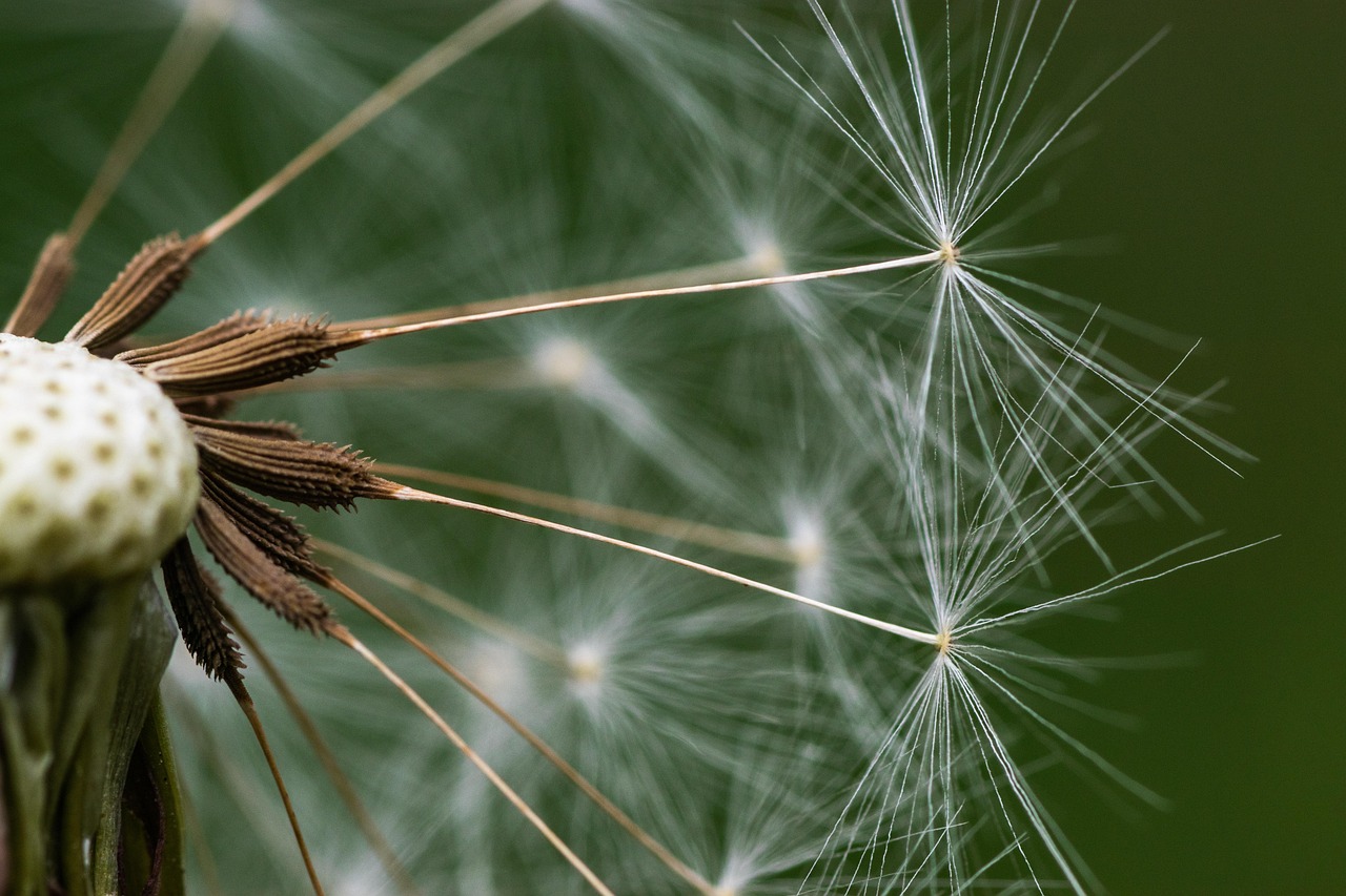 discover everything about seed funding, the initial capital used to start a business, helping entrepreneurs turn ideas into reality and launch their startups successfully.