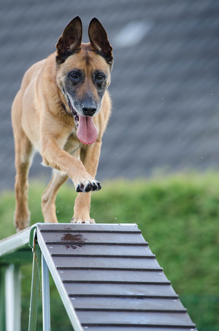 The Importance of Agility in Modern Business